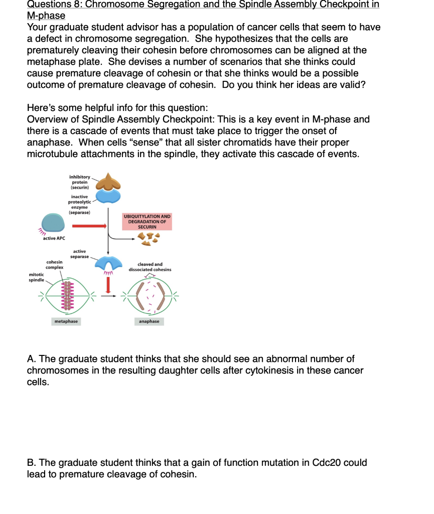 Solved Questions 8 Chromosome Segregation And The Spindle Chegg