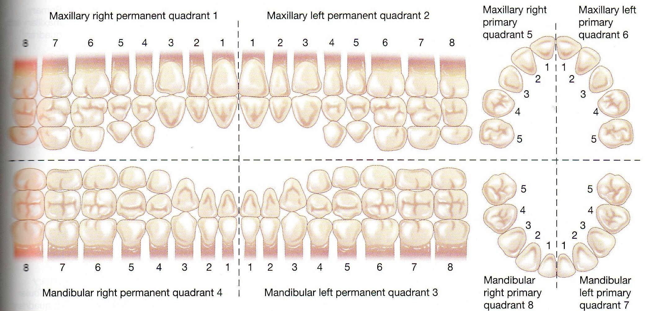 Расположение зубов у человека