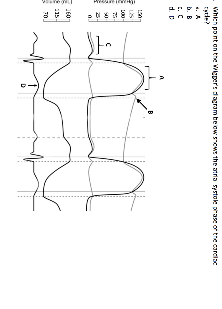 Solved Which Point On The Wigger S Diagram Below Shows The Chegg