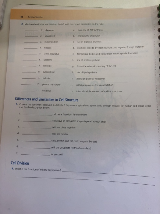 Exercise 3 Review Sheet The Cell Anatomy And Division Exercise Poster