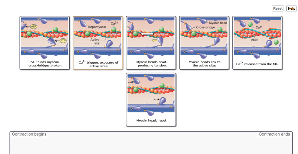 Solved Reset Help Tropomyosin Myosin Head Cross Bridge E Chegg