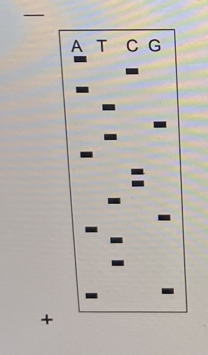 Solved 4 Below Is The Gel Obtained By Using The Chegg