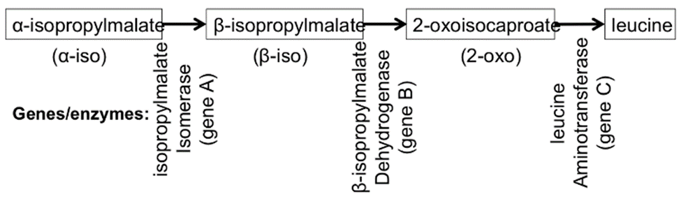 Solved Below Is Leucine Biosynthesis Pathway Shown Chegg