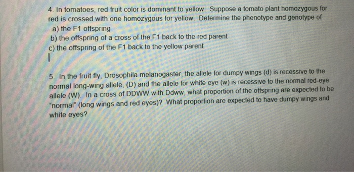 Solved 4 In Tomatoes Red Fruit Color Is Dominant To Yellow Chegg