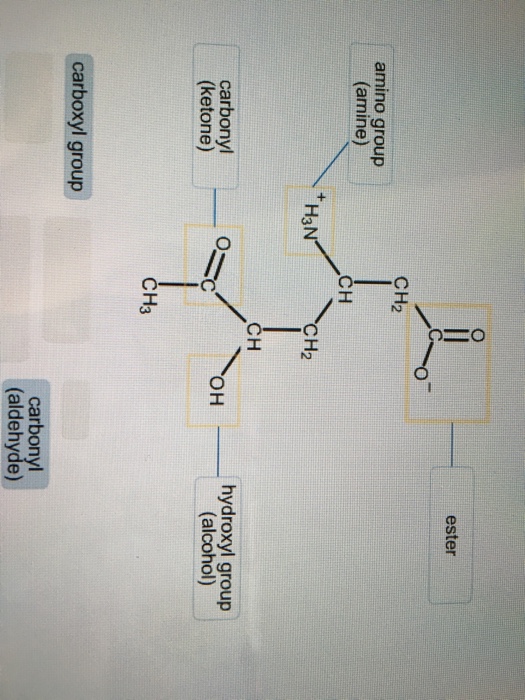 Label The Highlighted Functional Groups In This Mo  Chegg.com