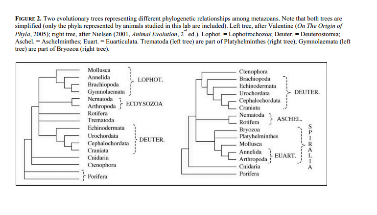 part 2 phylogenetic trees answer key