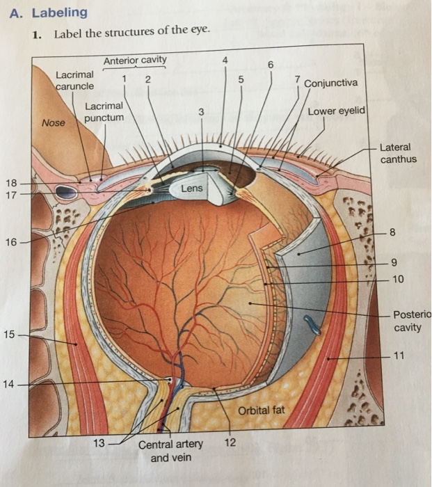 Diagram Label Eye Diagram Ks Mydiagram Online