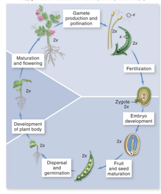 Flowchart Of Pollination Fertilization And Seed Development