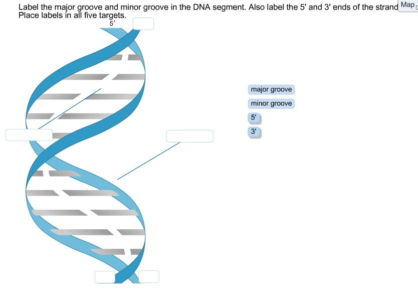 Label The Major Groove And Minor Groove In The