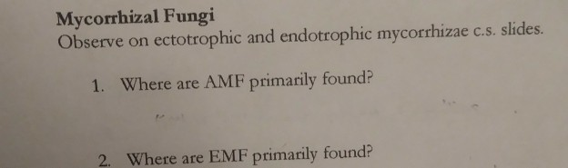 Solved Mycorrhizal Fungi Observe On Ectotrophic And Chegg