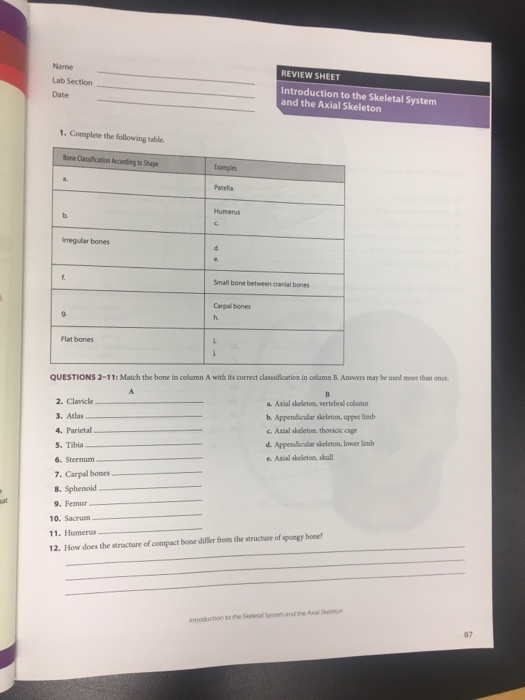 Solved Name Lab Section Date REVIEW SHEET Introduction To Chegg