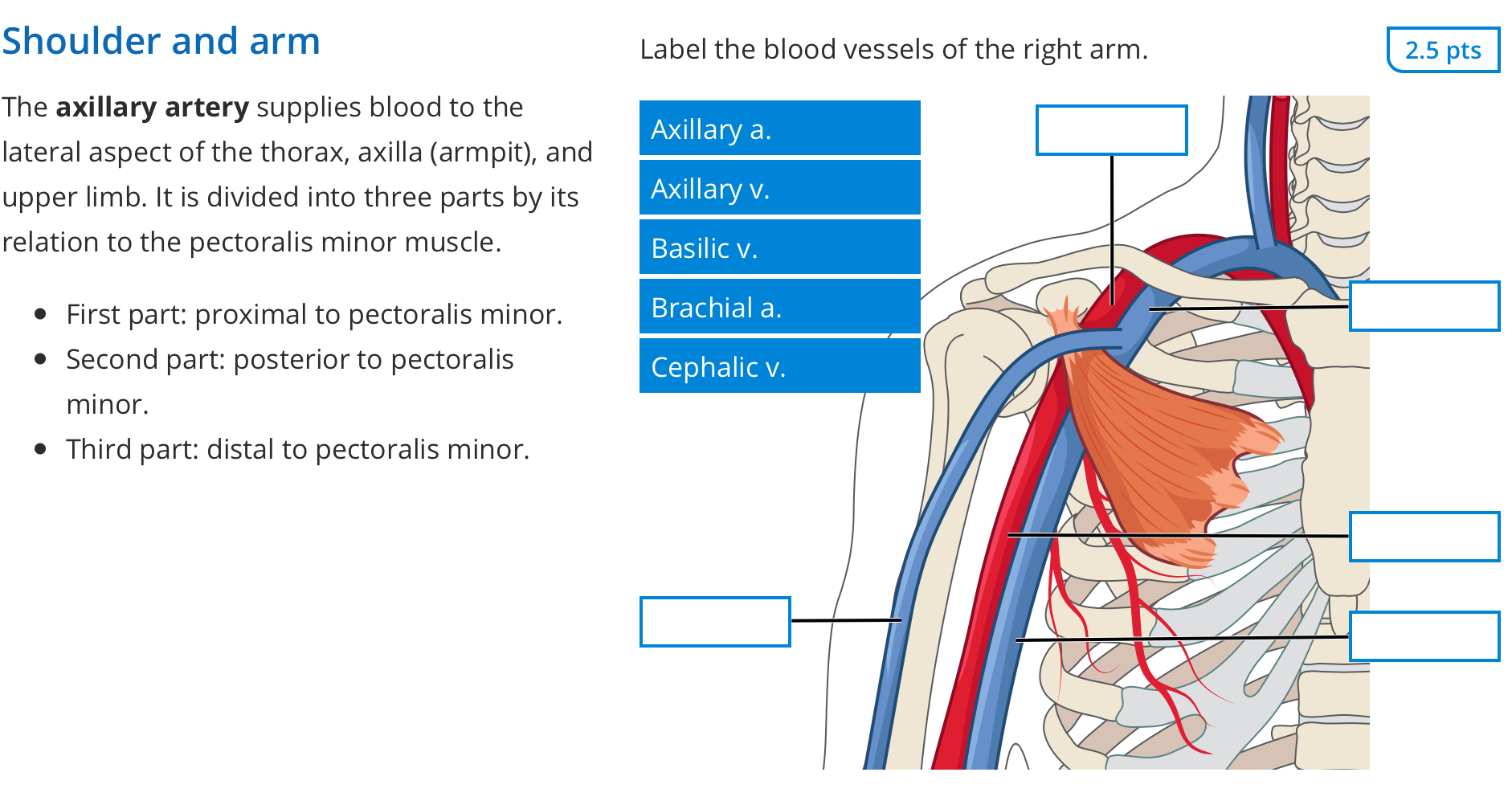 Solved Shoulder And Arm Label The Blood Vessels Of The Right Chegg