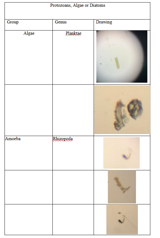 Begin Tabular L L L Hline Protozoa Chegg