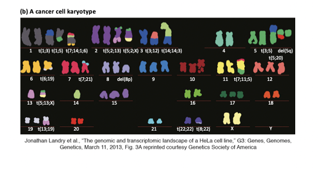 Solved Please Show Work Explanation In The Karyotype Below Chegg