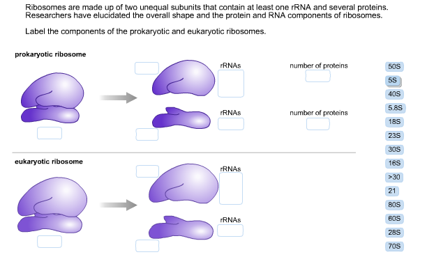 talk2bio-ribosomes-protein-factories-eukaryotic-cell-biology-cell