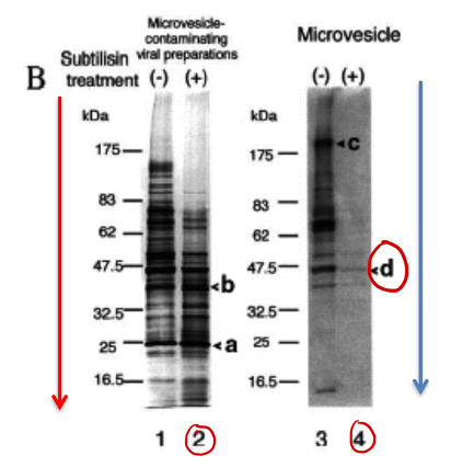 Figure 1 The Release Of HIV Virions From Infected Chegg