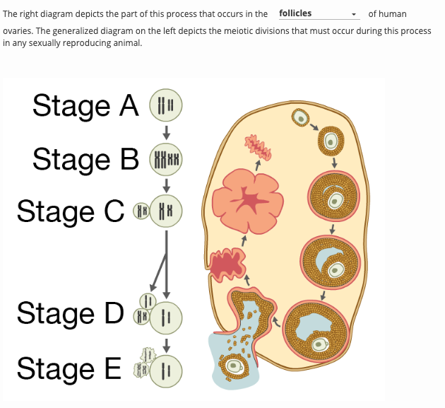 Solved The Right Diagram Depicts The Part Of This Process Chegg