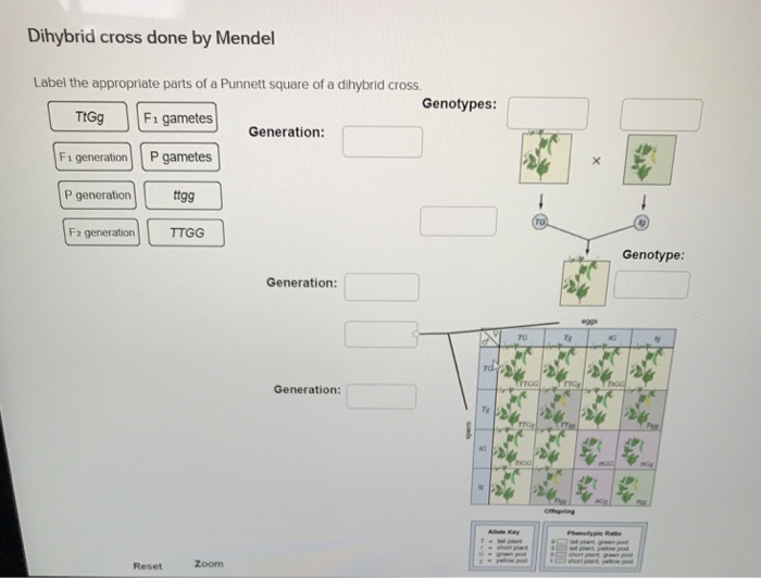 Solved Dihybrid Cross Done By Mendel Label The Appropriate Chegg