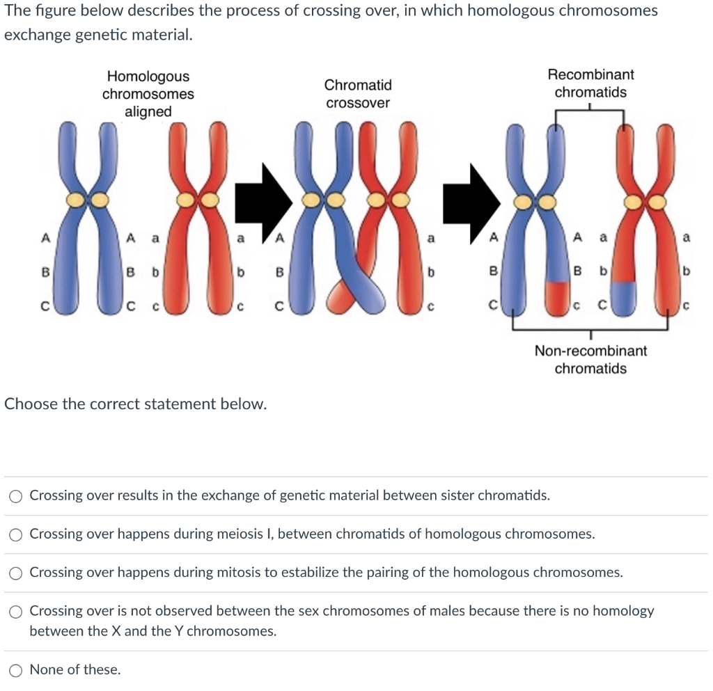 The Figure Below Describes The Process Of Crossing Chegg