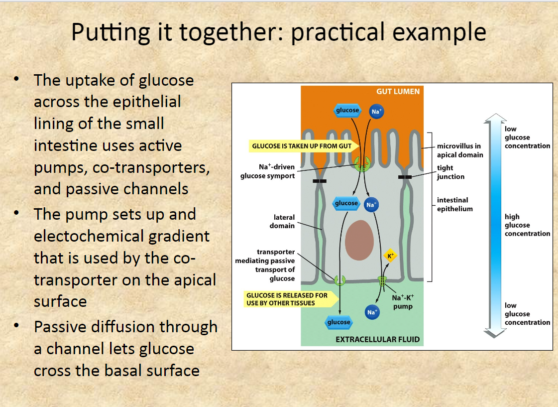 Solved 5 On Slide 11 It Shows How Glucose Is Absorbed Chegg