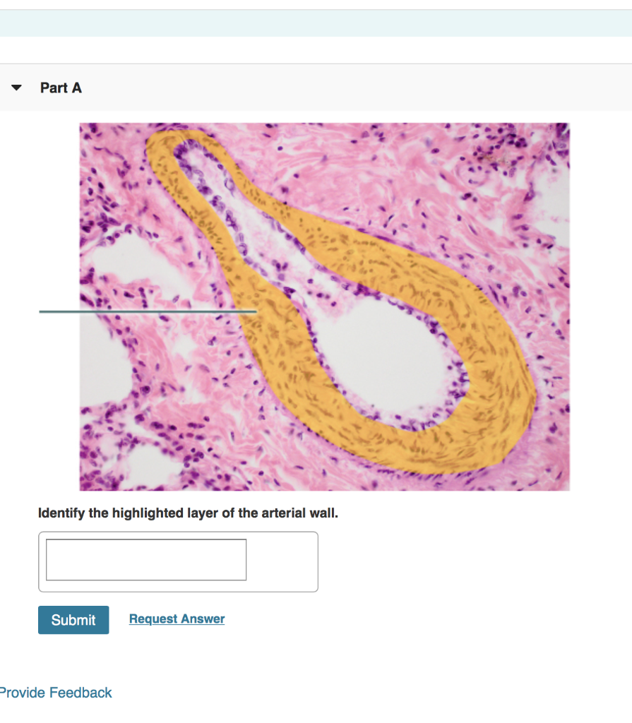 Solved Part A Identify The Highlighted Structure Submit Chegg