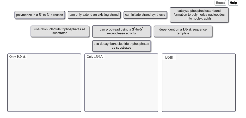 Solved Compare And Contrast The Properties Of DNA Polymerase Chegg