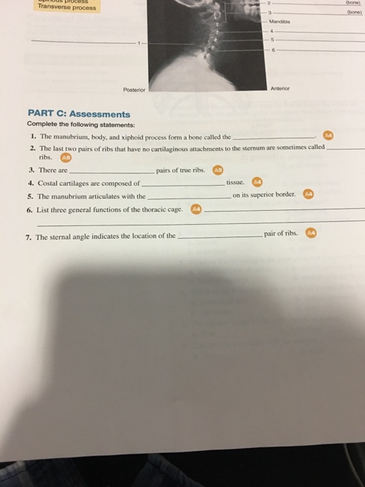 What is the function of the xiphoid process?