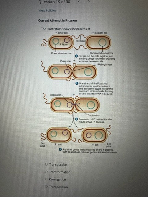 Solved Transduction Transformation Conjugation Transposition Chegg