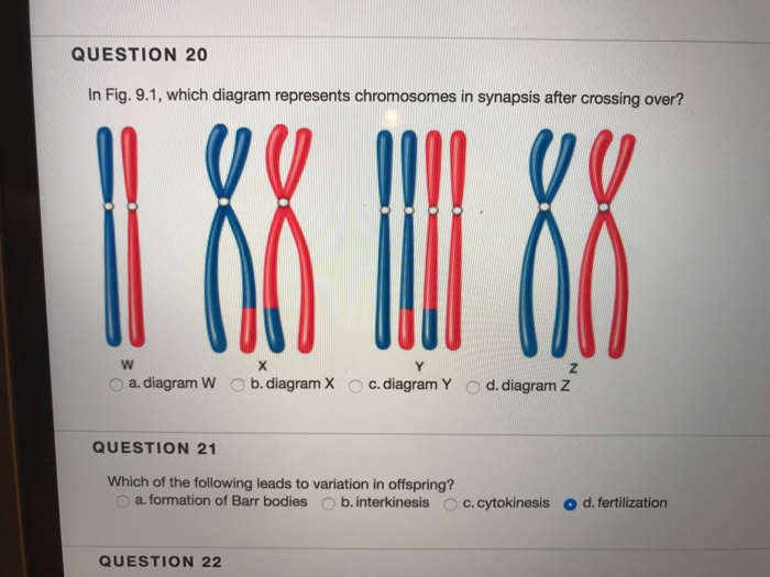 Solved: In Fig. 9.1, Which Diagram Represents Chromosomes ... Biology Diagrams