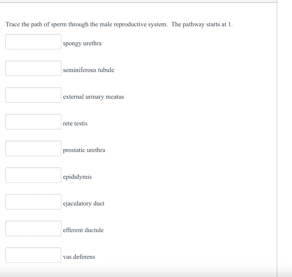 Solved Trace The Path Of Sperm Through The Male Reproductive Chegg