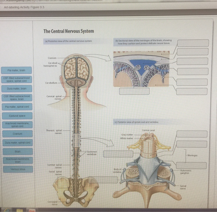 Label The Spinal Cord Meninges And Spaces Labels Design Ideas