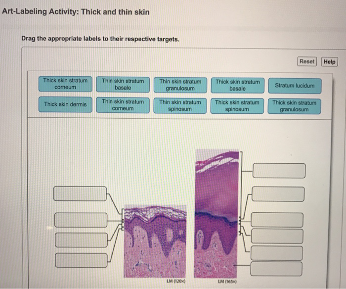 Solved Art Labeling Activity Thick And Thin Skin Drag The Chegg