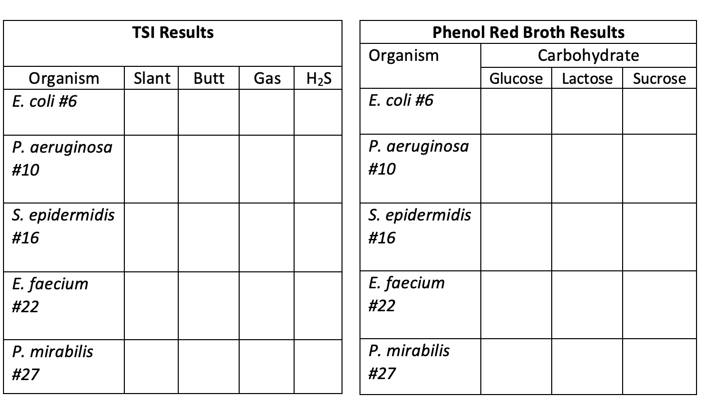 Solved Tsi Results Phenol Red Broth Results Organism Chegg