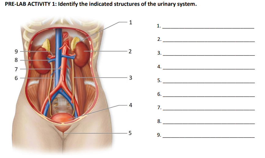 Solved Pre Lab Activity Identify The Indicated Structures Chegg