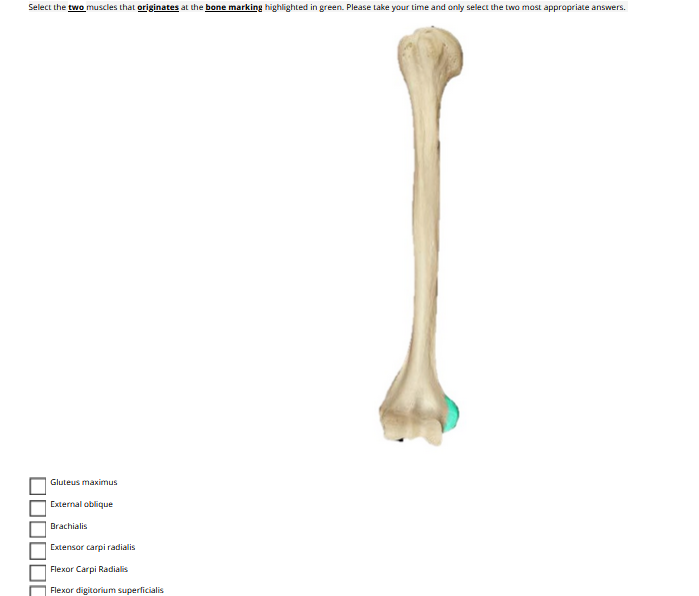 Solved Select The Two Muscles That Originates At The Bone Chegg