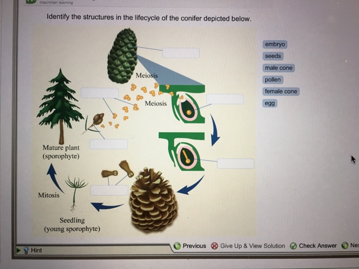 Identify The Structures In The Lifecycle Of The Co...
