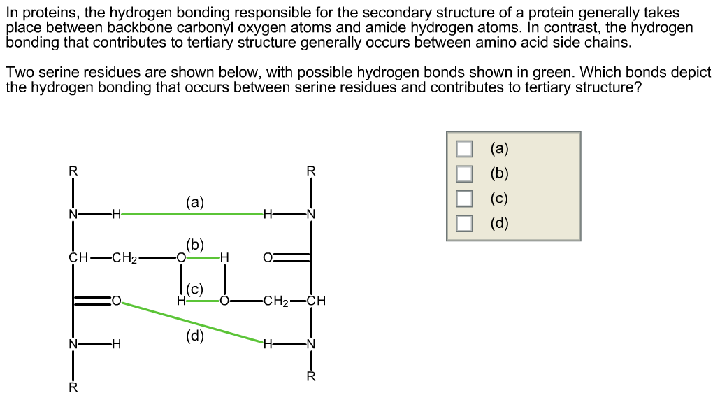 protein backbone hydrogen bonds
