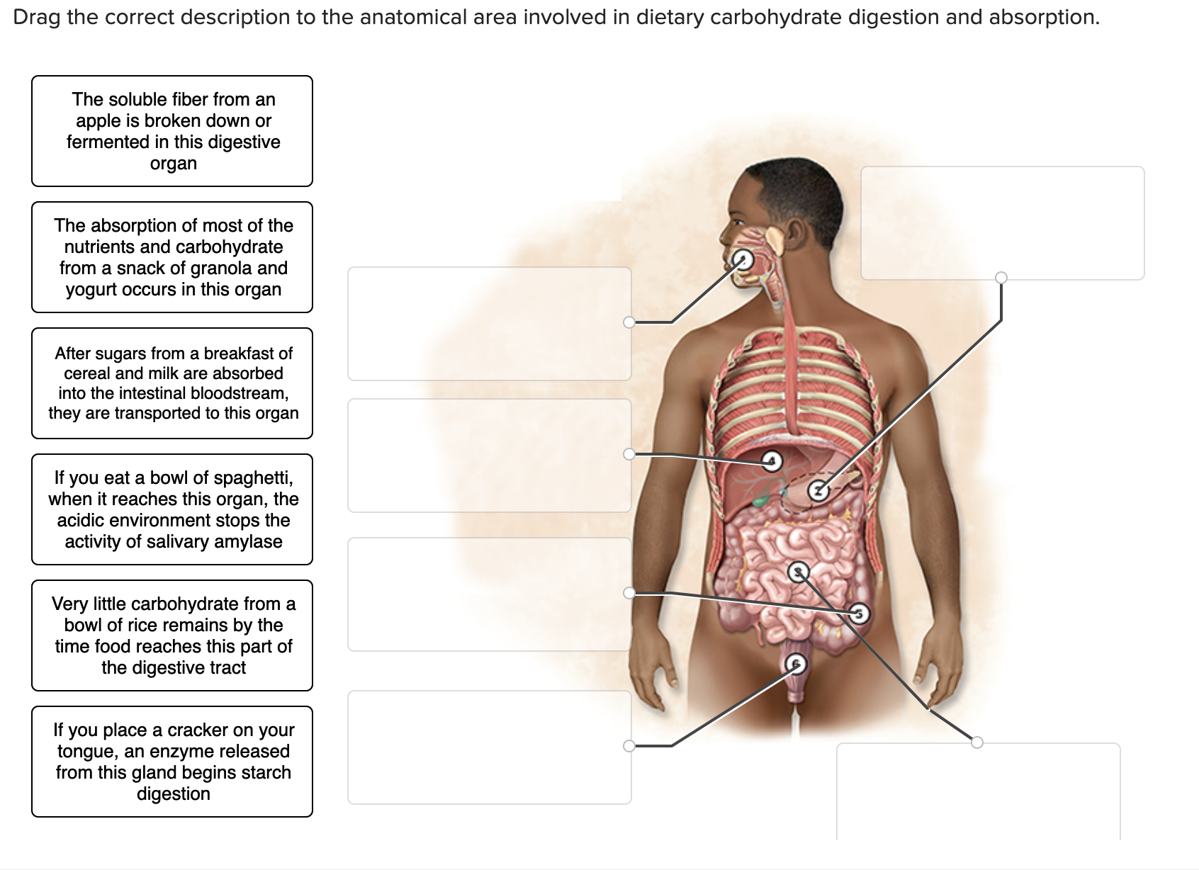 Solved Drag The Correct Description To The Anatomical Ar