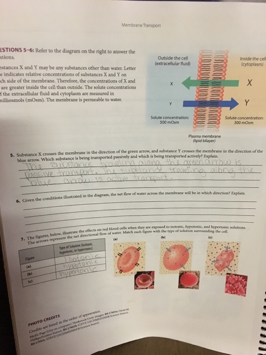 Solved Membrane Transport Stions Refer To The Diagra Chegg