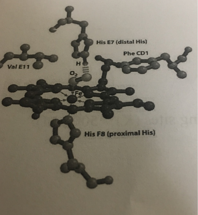 Solved What Effect Would Mutating The Distal Histidine His Chegg