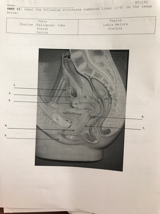 Solved Namen Stye Bio Reproductive System Part I Label Chegg