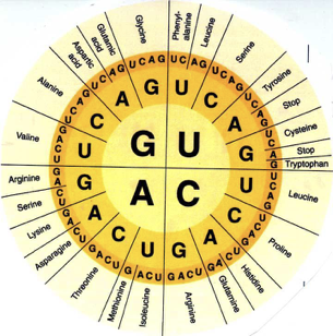 Solved Draw And Label The Parts Of A Eukaryotic Gene To Chegg