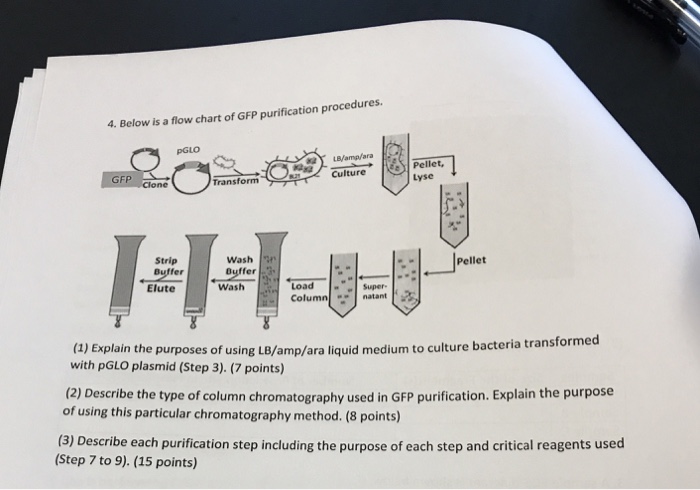 Solved Below Is A Flow Chart Of Gfp Purification Procedures Chegg