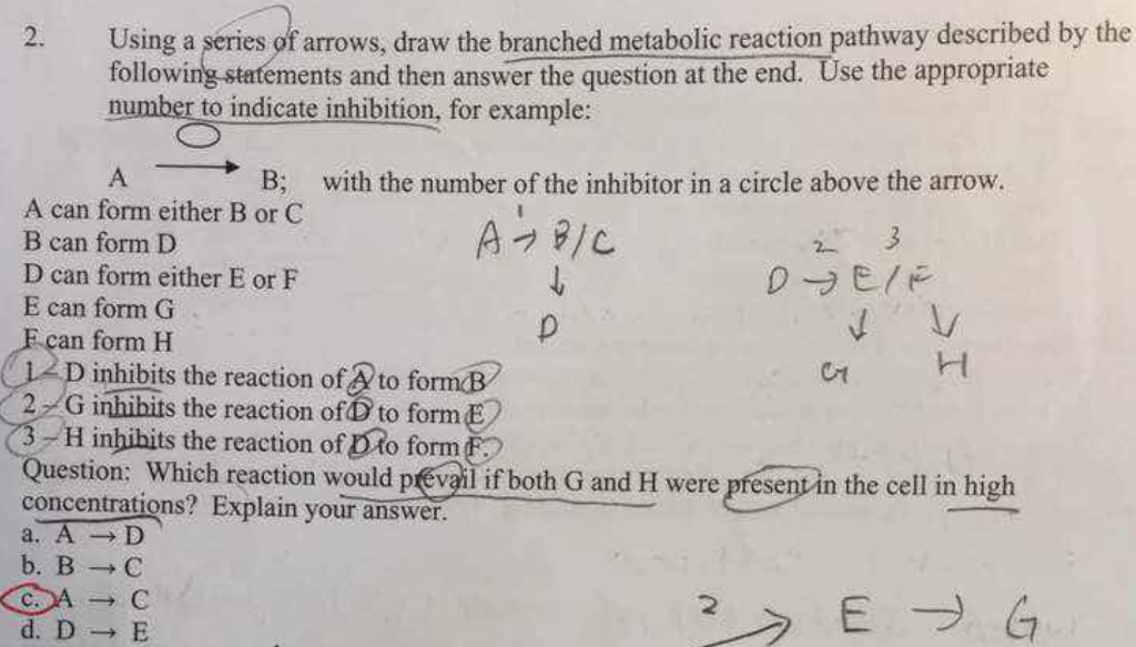 Solved Using A Series Of Arrows Draw The Branched Metabolic Chegg