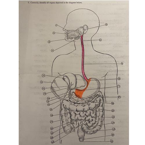 Solved Correctly Identify All Organs Depicted In The Diagram Chegg