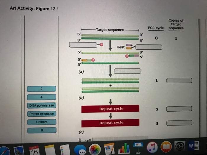 Solved Correctly Label The Components Of The Pcr Method And Chegg