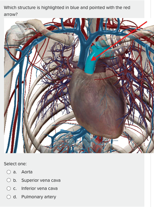 Solved Identify The Location Of The Endocrine Portion Of The Chegg