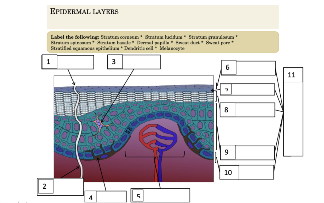 Solved Label The Following Stratum Corneum Stratum Chegg