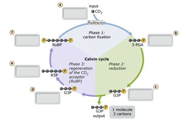 the-net-reaction-of-the-calvin-cycle-is-the-conversion-chegg