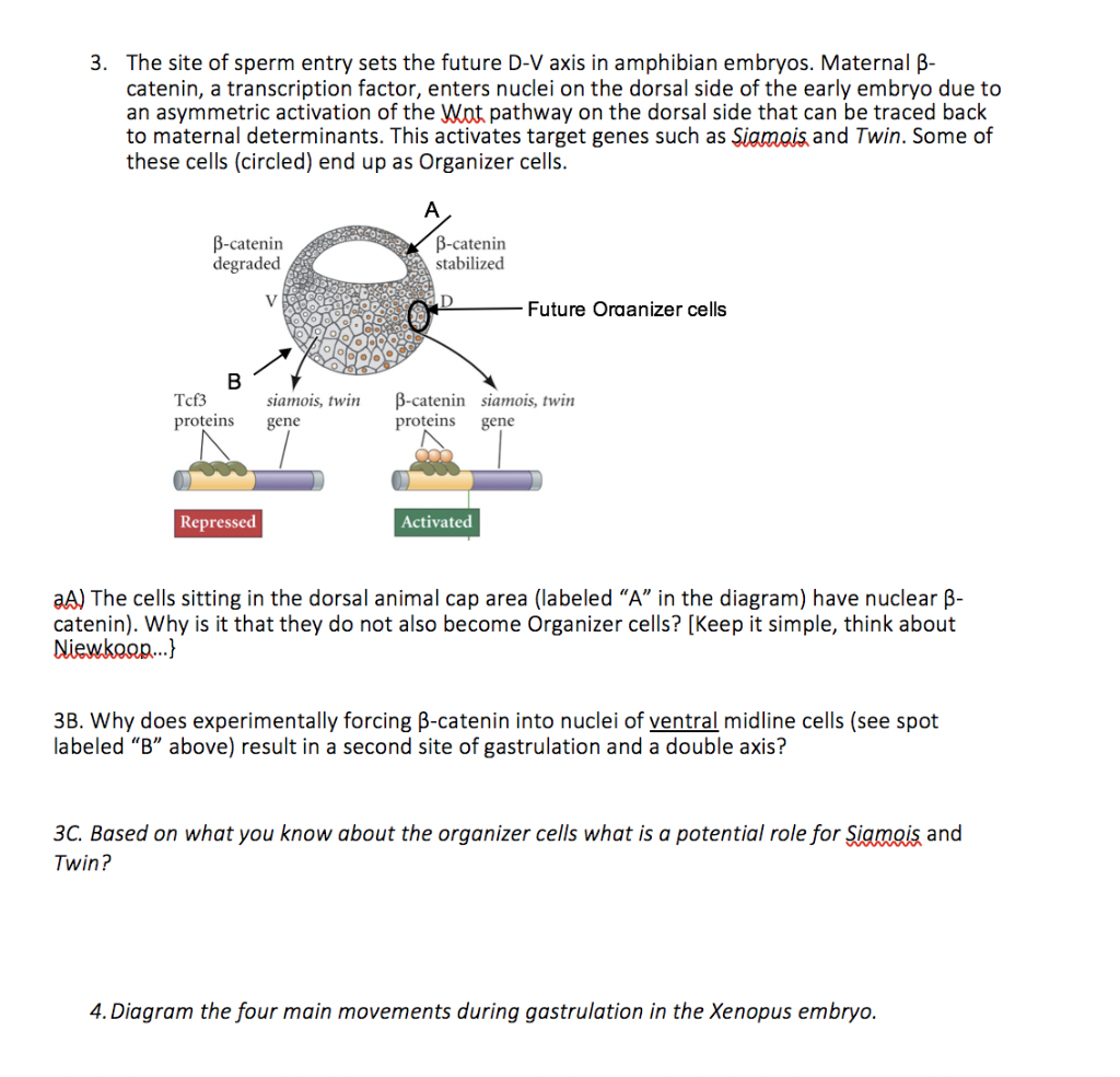 Solved 3 The Site Of Sperm Entry Sets The Future D V Axis Chegg